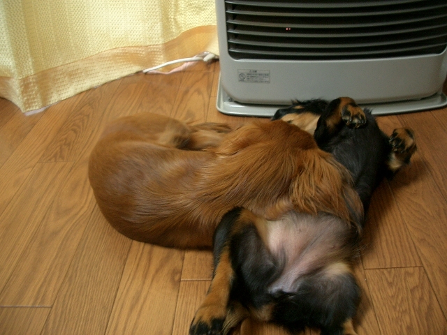 暖房の前で温まる犬たち